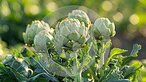 Bountiful artichoke harvest on a sun-kissed plantation in summer