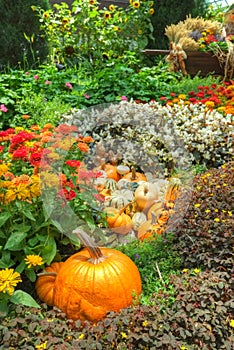 A Bountiful Autumn Harvest