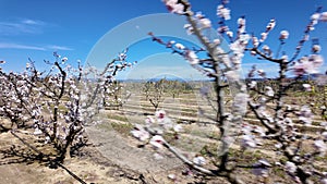 Bountiful Blooms: Apricot Orchard in Spring