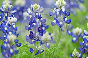 Bountiful Bluebonnets