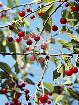 A bountiful cherry tree in daylight, where clusters of ripe cherries are prominently displayed against a backdrop of green leaves