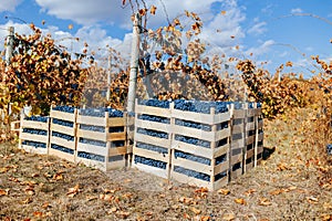 Bountiful Fields A Crate Full of Plump Black Grapes