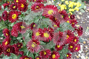 Bountiful florescence of red and yellow Chrysanthemums