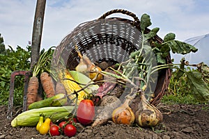 Bountiful harvest