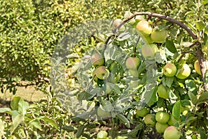 Bountiful harvest of apples bends the branches of apple trees