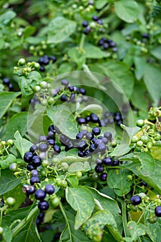 A bountiful harvest of nightshade. A lot of nightshade on a Bush branch.