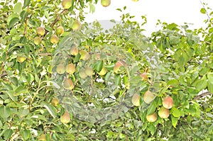 Bountiful Harvest of Pears Growing on Pear Tree