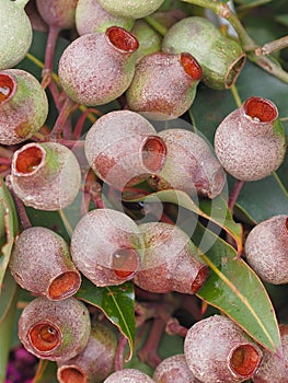 Bountiful Lush Gumnuts in Strong Healthy Abundance.