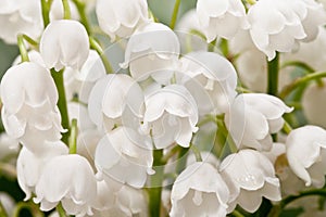 Bouqet of springtime flowers Convallaria close up photo