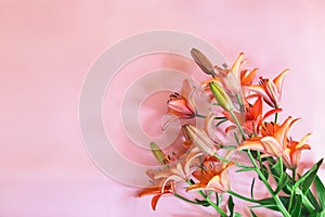 Bouqoet of orange lilies on pink background. Selective focus