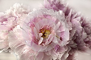 Bouquat of romantic pink peonies in full frame style