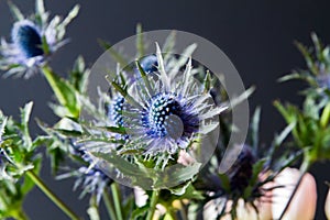 Bouque of Blue Thistle and pink tulips over black