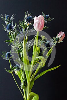 Bouque of Blue Thistle and pink tulips over black