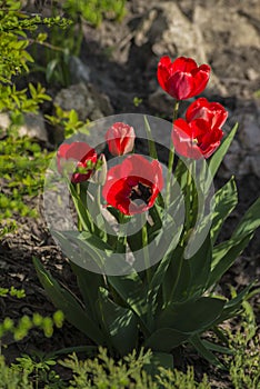 A bouque tulips. A gift to a woman\'s. Holiday or birthday panoramic background with tulip flowerbed, red, flower garden