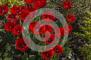 A bouque tulips. A gift to a woman\'s. Holiday or birthday panoramic background with tulip flowerbed, red, flower garden