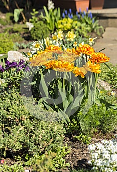 A bouque tulips. A gift to a woman\'s. Holiday or birthday panoramic background with tulip flowerbed, yellow, flower garden