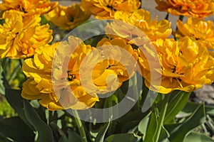 A bouque tulips. A gift to a woman\'s. Holiday or birthday panoramic background with tulip flowerbed, yellow, flower garden