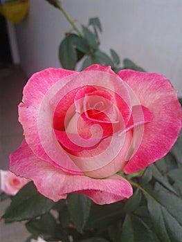 Bouques Rose plant