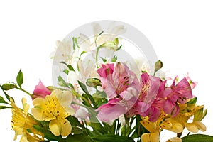 Bouquet of Alstroemeria flower