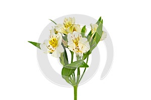 Bouquet of alstroemeria flowers isolated on white background Top view Flat lay Floral holiday card 8 March, Happy Valentine`s day