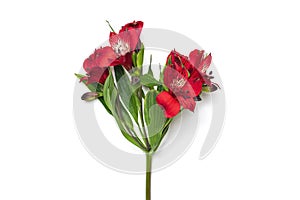 Bouquet of alstroemeria flowers isolated on white background Top view Flat lay Floral holiday card 8 March, Happy Valentine`s day