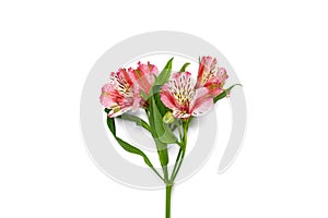 Bouquet of alstroemeria flowers isolated on white background Top view Flat lay Floral holiday card 8 March, Happy Valentine`s day