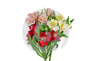 Bouquet of alstroemeria flowers isolated on white background Top view Flat lay Floral holiday card 8 March, Happy Valentine`s day