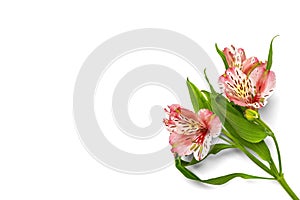 Bouquet of alstroemeria flowers isolated on white background Top view Flat lay Floral holiday card 8 March, Happy Valentine`s day