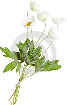 Bouquet of the anemones flowers, easter colors, isolated