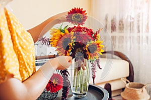 Bouquet arrangement. Woman puts sunflowers and zinnias in vase at home. Fresh fall blooms. Interior