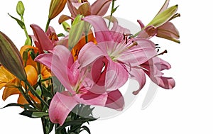 Bouquet of Asiatic Lily Brunello and lilium Boardwalk, flowers and buds  isolate in white background
