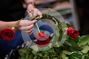 Bouquet assembly process in the workshop, florist holding two red roses