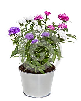 Bouquet of Aster Flowers in a silver metal floerpot