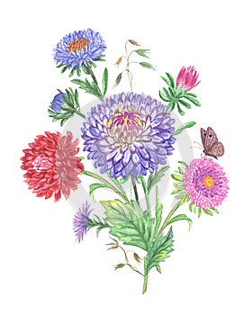 Bouquet of asters and a butterfly. Painted bouquet of autumn flowers