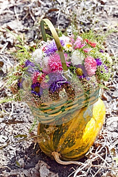 The bouquet of asters on a striped pumpkin.