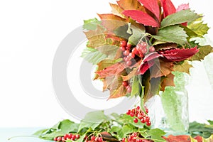Bouquet from the Autumn Foliage. Different varieties of maple leaves, wild grapes and guelder-rose berries