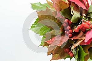 Bouquet from the Autumn Foliage. Different varieties of maple leaves, wild grapes and guelder-rose berries laid out with a white