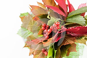 Bouquet from the Autumn Foliage. Different varieties of maple leaves, wild grapes and guelder-rose berries laid out with a white