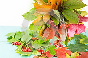 Bouquet from the Autumn Foliage  of maple leaves, wild grapes of kalina berries laid out with composition on