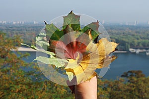 Bouquet autumn leaves in hand on the background of the city