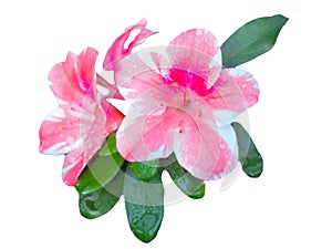 A bouquet of azaleas flower in two tone color of white and pink