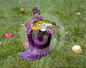 Bouquet of barberry, clover and wild flowers in rubber boots. Autumn appeal. Walking in the park