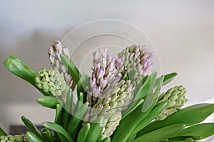 Bouquet of Beautiful lilac hyacinths. Close-up spring flowers in vase. bulbous plant. Floral wallpaper