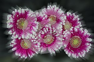 Bouquet of beautiful bright gerbera