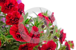 Bouquet of beautiful Calibrachoa