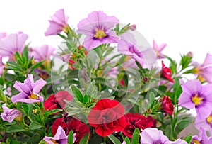 Bouquet of beautiful Calibrachoa