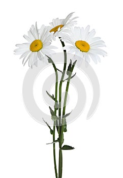 Bouquet of beautiful chamomile flowers on background