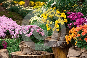 Bouquet of beautiful chrysanthemum flowers outdoors