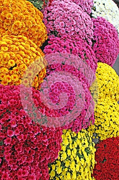 A bouquet of beautiful chrysanthemum flowers outdoors. Chrysanthemums in the garden. Colorful flower chrisanthemum. Floral pattern