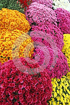 A bouquet of beautiful chrysanthemum flowers outdoors. Chrysanthemums in the garden. Colorful flower chrisanthemum. Floral pattern